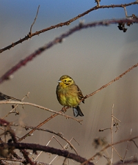 David Plant Photography - Wildlife Photographer - Yellowhammer - A